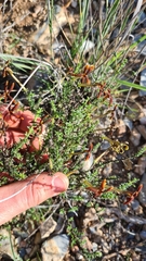 Jamesbrittenia atropurpurea