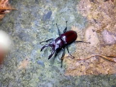 Lucanus formosanus