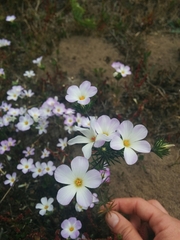 Leptosiphon grandiflorus