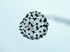 Cribraria microcarpa