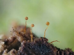 Cribraria microcarpa