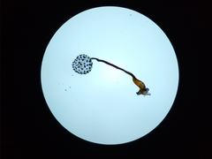 Cribraria microcarpa