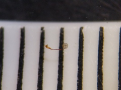 Cribraria microcarpa