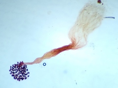 Cribraria microcarpa