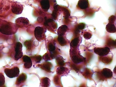 Cribraria microcarpa