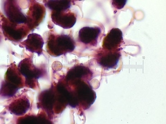 Cribraria microcarpa