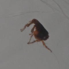 Siphonaptera