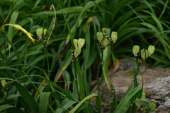 Hemerocallis citrina