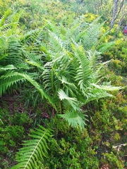 Oreopteris limbosperma