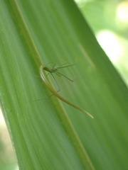Ariamnes cylindrogaster