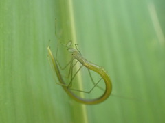 Ariamnes cylindrogaster