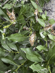 Salix glauca acutifolia