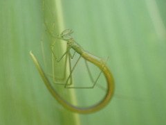 Ariamnes cylindrogaster