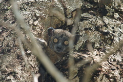 Lepilemur hubbardorum