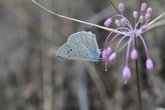 Polyommatus dolus