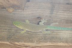 Phelsuma standingi