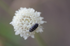 Acmaeoderella flavofasciata flavofasciata