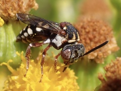 Epeolus variegatus