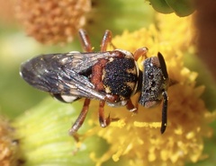 Epeolus variegatus