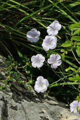 Linum austriacum tommasinii