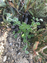 Grevillea oxyantha oxyantha