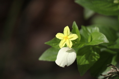 Pseudomussaenda flava
