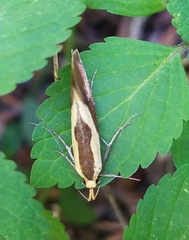 Harpella