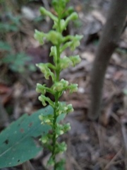 Platanthera flava flava