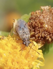 Nysius senecionis