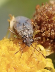 Nysius senecionis