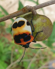 Poecilocoris latus