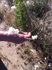 Eriogonum