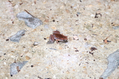 Micryletta