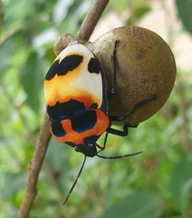 Poecilocoris latus