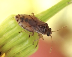 Nysius senecionis