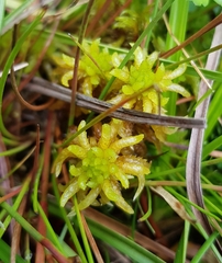 Sphagnum denticulatum