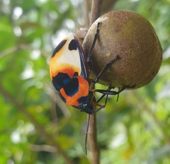 Poecilocoris latus