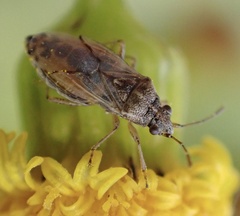 Nysius senecionis