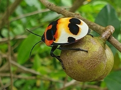 Poecilocoris latus