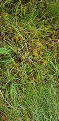 Sphagnum denticulatum