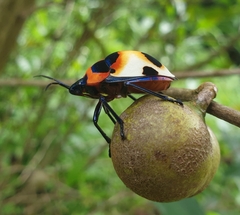 Poecilocoris latus