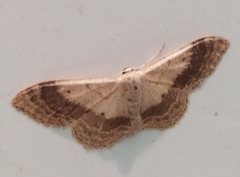 Idaea aversata