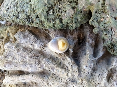 Nerita polita