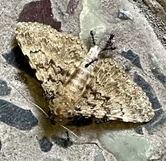 Polydesma