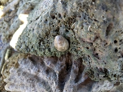 Nerita polita