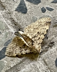 Polydesma