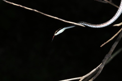 Dendrelaphis pictus
