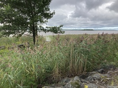 Phragmites australis