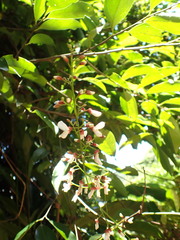 Millettieae