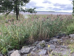 Phragmites australis
